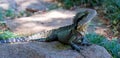 Australian water dragon on a rock Royalty Free Stock Photo