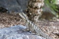 Australian water dragon sits on a rock, basking in the sun Royalty Free Stock Photo