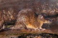 Australian Water Rat Royalty Free Stock Photo