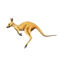 Australian watercolour kangaroo hand drawn illustration isolated on white light brown color jumping