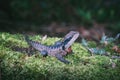 The Australian Waterdragon on mossy ground in the Blue Montains near Sydney Royalty Free Stock Photo
