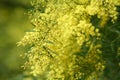 Australian Wattle Royalty Free Stock Photo