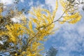 Australian wattle in bloom with a blue sky behind. Royalty Free Stock Photo