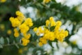 Blossoming of mimosa tree. Acacia podalyriifolia, yellow flowers in blooming Royalty Free Stock Photo