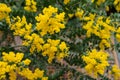 Blossoming of mimosa tree. Acacia podalyriifolia, yellow flowers in blooming Royalty Free Stock Photo