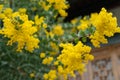 Blossoming of mimosa tree. Acacia podalyriifolia, yellow flowers in blooming Royalty Free Stock Photo