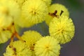 Australian Wattle Flower Royalty Free Stock Photo