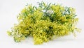 Australian wattle flower Royalty Free Stock Photo