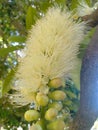 Australian Wattle flower in Bloom Royalty Free Stock Photo