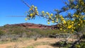 Australian Wattle Flower Royalty Free Stock Photo