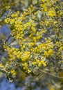 Australian Wattle Flowers Royalty Free Stock Photo