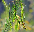 Australian Wattle seed pods Royalty Free Stock Photo