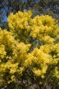 Australian wattle in spring with yellow flowering bloom Royalty Free Stock Photo