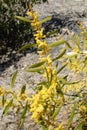 Australian wattle in spring with yellow flowering bloom on rock Royalty Free Stock Photo