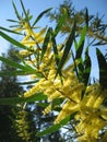 Australian Wattle Tree in Bloom Royalty Free Stock Photo