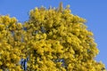 Australian Wattle Tree in flower Royalty Free Stock Photo