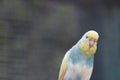 Australian wavy parrot on the nature.