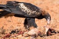 Australian Wedge-tail Eagle Eating a Kangaroo Royalty Free Stock Photo