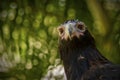 Australian Wedge-Tailed Eagle