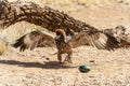 Australian wedge-tailed eagle