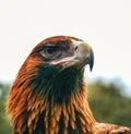 the Australian wedge-tailed eagle, Aquila audax.