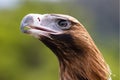 Australian Wedge-tailed Eagle