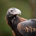 Australian Wedge Tailed Eagle - close up profile shot of head, face and wing