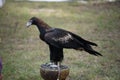 Australian Wedge Tailed Eagle Royalty Free Stock Photo