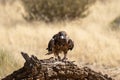 Australian wedge-tailed eagle