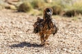 Australian wedge-tailed eagle