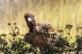 Australian wedge-tailed eagle