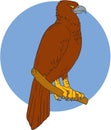 Australian Wedge-tailed Eagle Perch Drawing Royalty Free Stock Photo