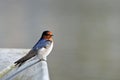 Australian Welcome Swallow