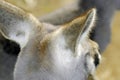 Australian Western Grey Kangaroo in Natural Setting.