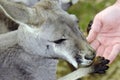 Australian Western Grey Kangaroo in Natural Setting.