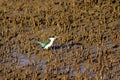 Australian wetlands kingfisher in mangroves
