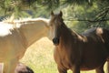 Australian horse farm