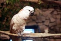 Australian white cockatoo