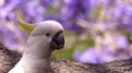 Australian white cockatoo in a jacaranda tree Royalty Free Stock Photo