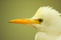 Australian white heron Royalty Free Stock Photo