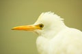 Australian white heron Royalty Free Stock Photo