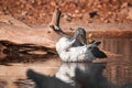 Australian white ibis bathing in the pond