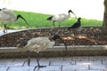 Australian White Ibis Royalty Free Stock Photo