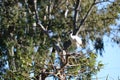 Australian White Ibis