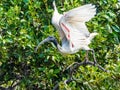 Australian White Ibis