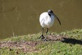 Australian Birds