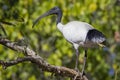 Australian white ibis portrait in nature. Royalty Free Stock Photo