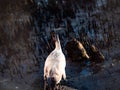 Australian White Ibis Standing On Concrete Base