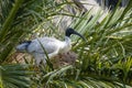 Australian white ibis standing in nest built in palm tree