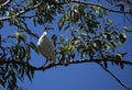 Australian white ibis (Threskiornis molucca) perched on a tree Royalty Free Stock Photo